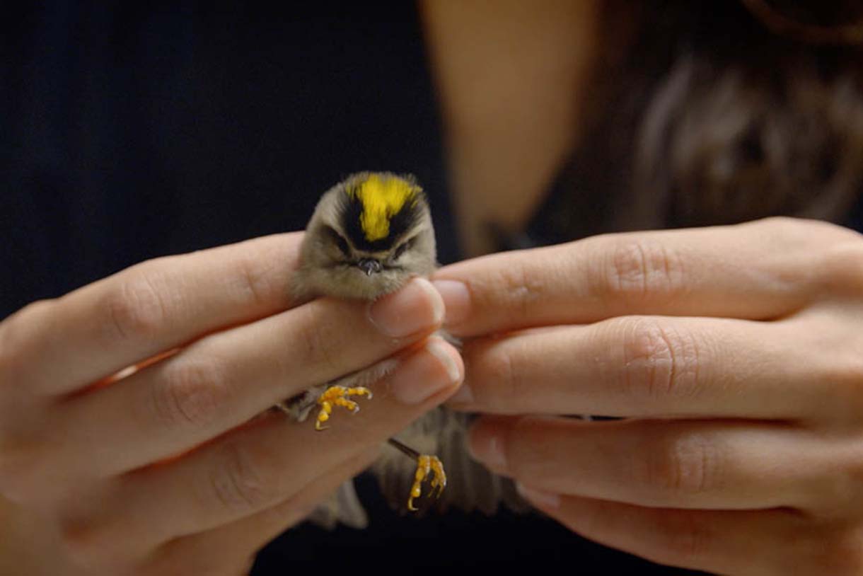 person holding bird